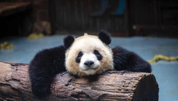 倍加网配资 喜欢大熊猫的来！看看你是真喜欢还是假喜欢