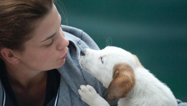 天津配资大本营 狗狗“占有欲”太强？总想和主人形影不离！