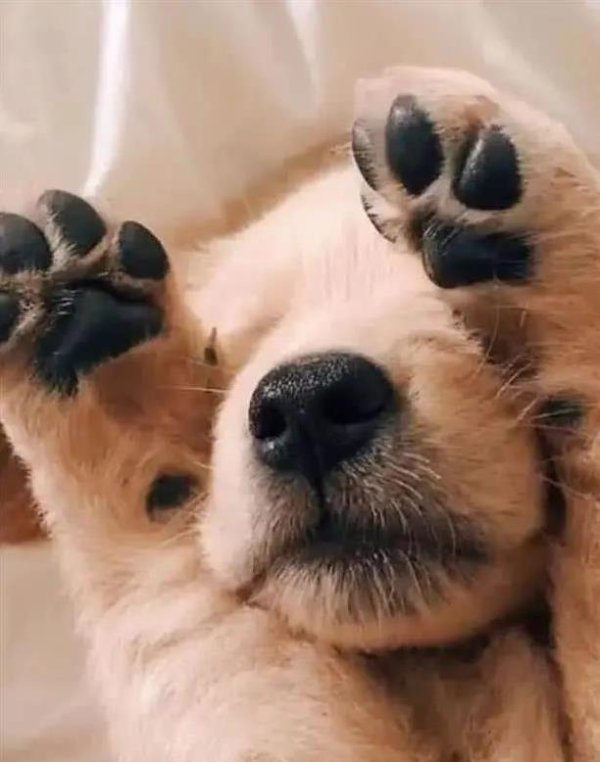 金多多 养狗前自由散漫，养狗后被狗管着，你家狗子咋改变你？